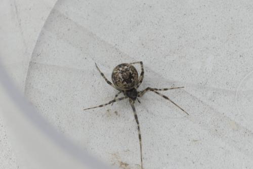 Parasteatoda tepidariorum